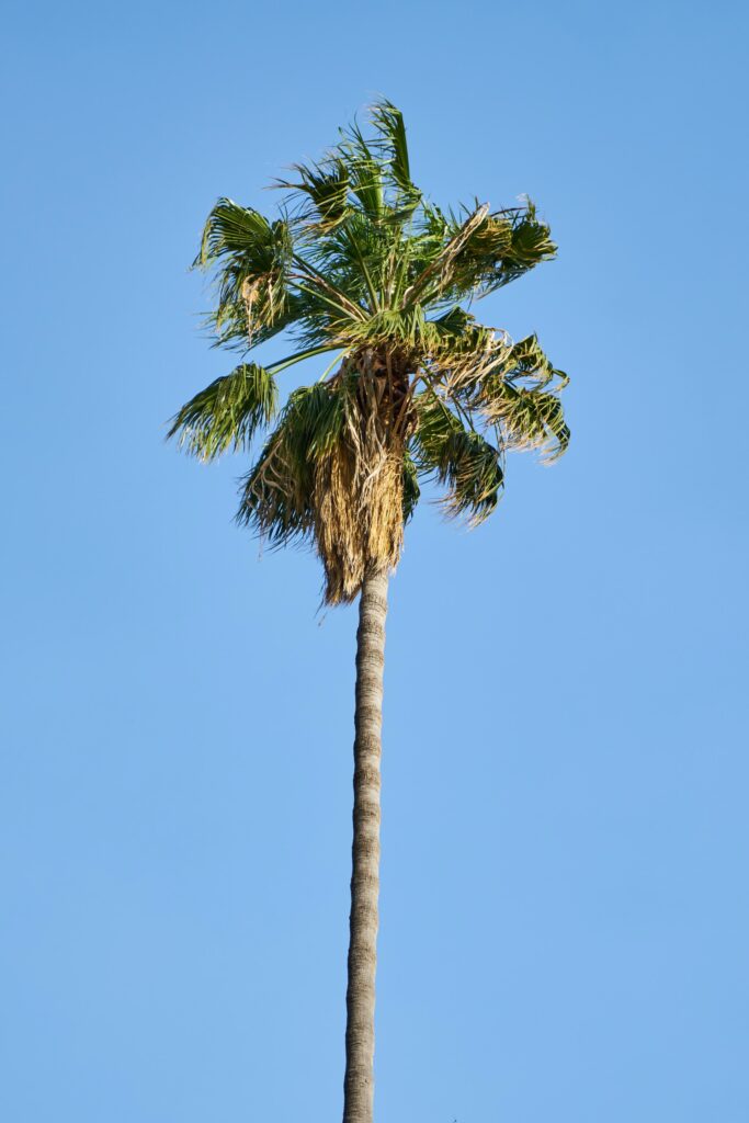 how to cut down a palm tree
