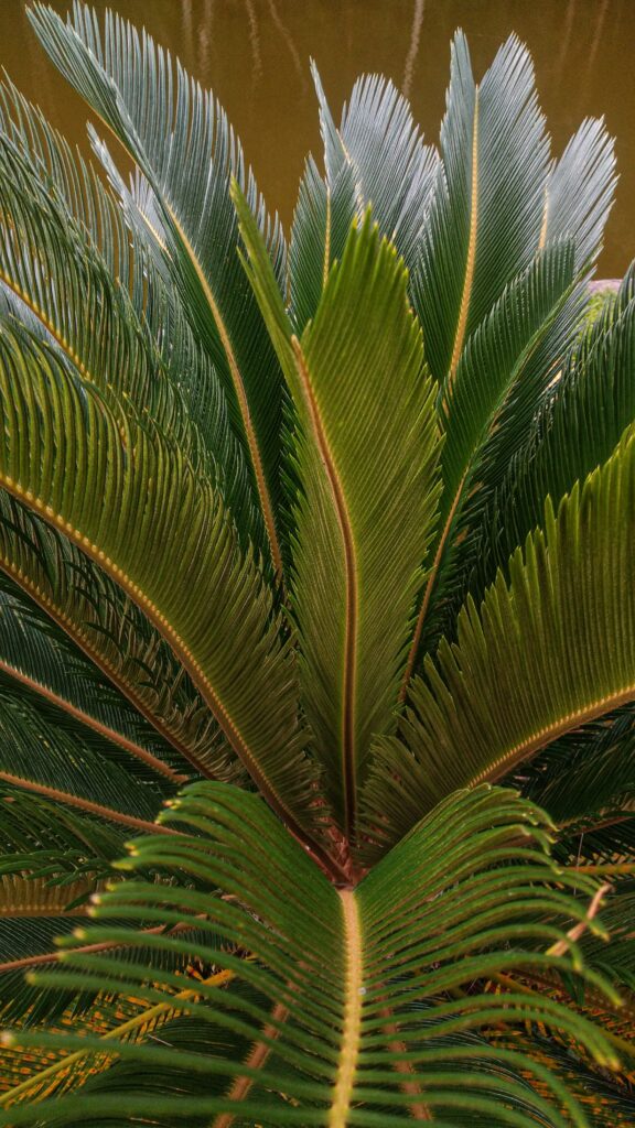 how to transplant a sago palm tree
