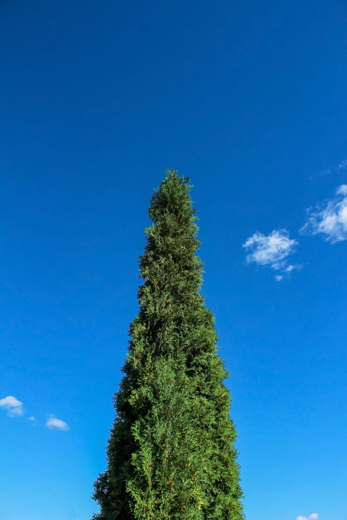 how to save a dying leyland cypress tree