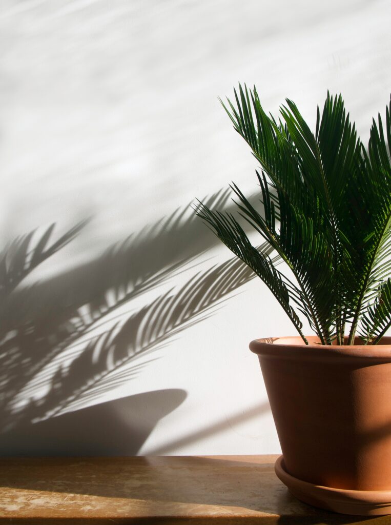 how to care for a palm tree indoors