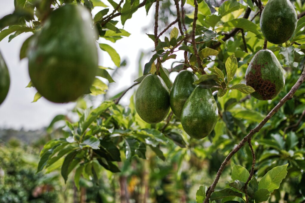 What is The Best Fertilizer For Avocado Trees