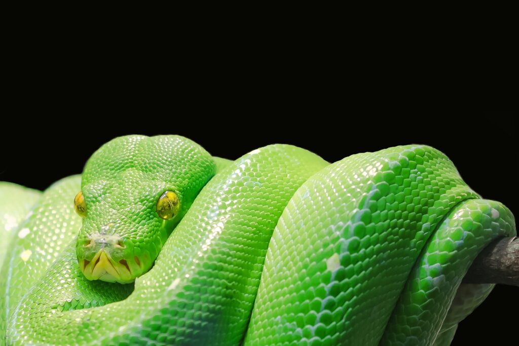 How to Care For a Green Tree Python