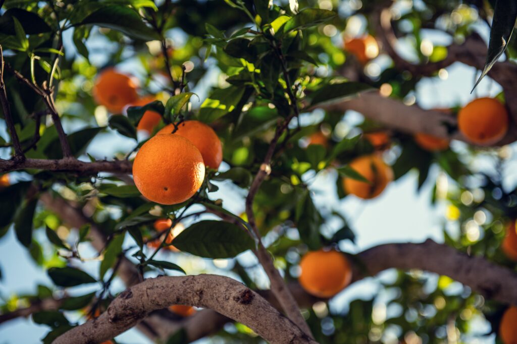 How Long Does an Orange Tree Live?