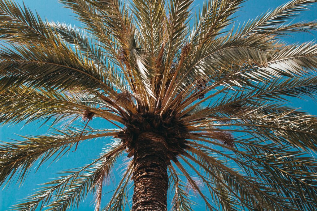 when is the best time to plant a palm tree