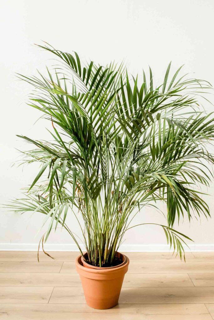 How to Repot a Palm Tree