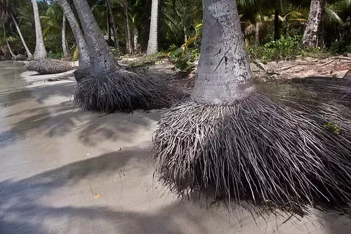 how deep are the roots of a palm tree