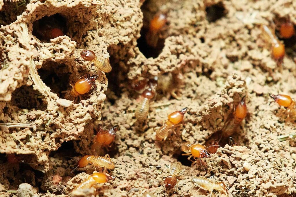 how to treat a tree with termites
