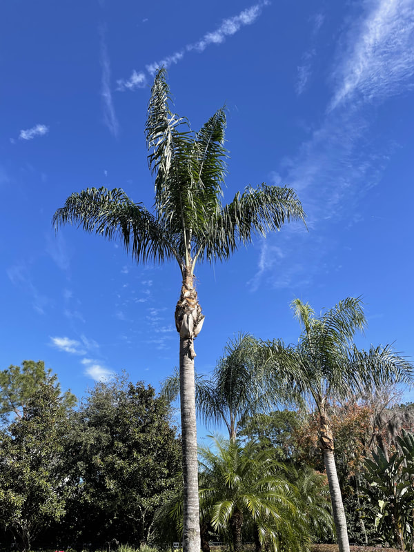 how to trim a queen palm tree