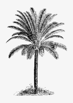 how do u draw a palm tree
