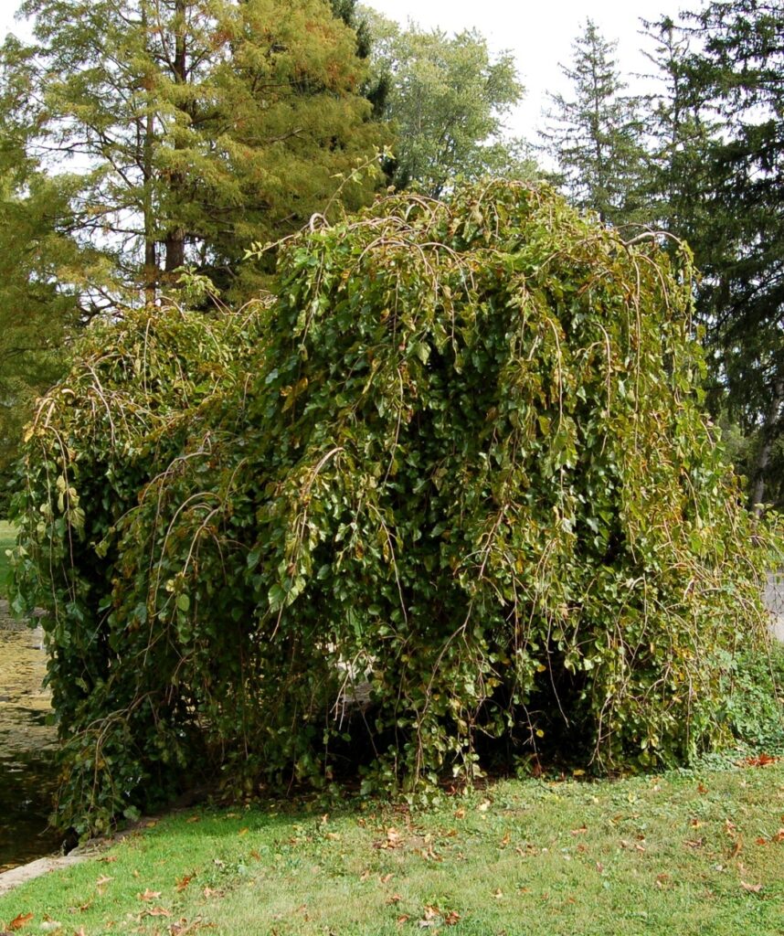 How to Prune a Weeping Mulberry Tree