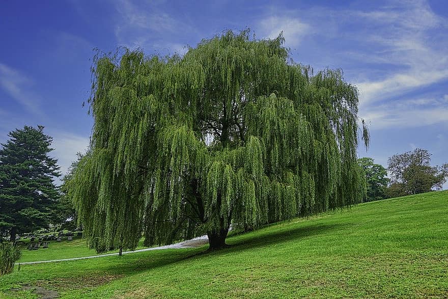 how to prune a willow tree