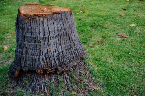 What to Do With Palm Tree Stump