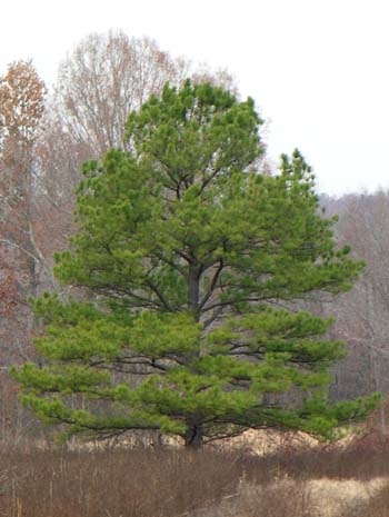 What Is the State Tree of Arkansas?