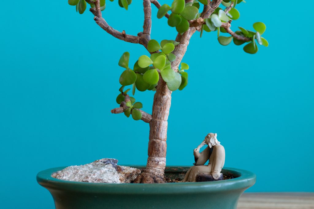 How to Grow a Bonsai Tree From a Cutting