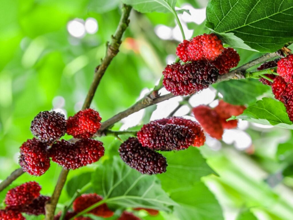 how to keep a mulberry tree small