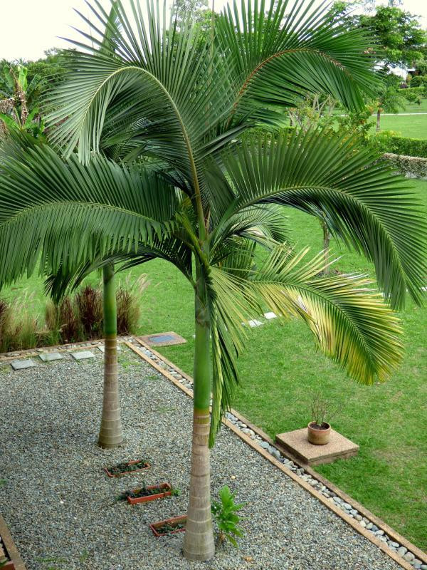how fast does a palm tree grow
