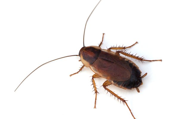What is a Tree Roach?
