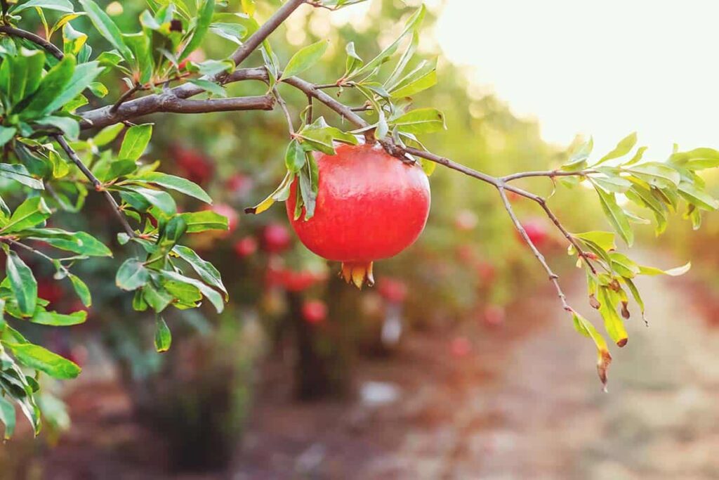 How to Prune a Pomegranate Tree