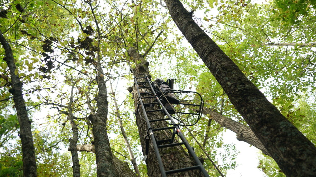 how high should a tree stand be