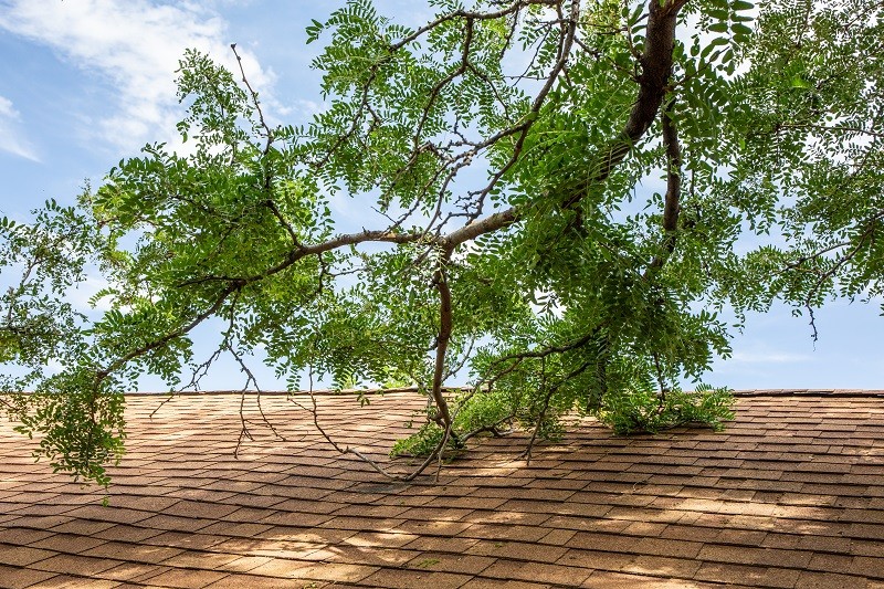 how far should tree branches be from roof