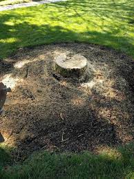 What to Do With Tree Stump Grindings