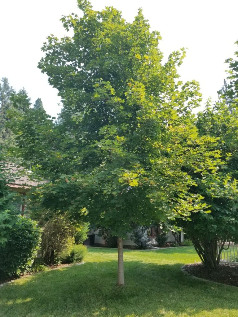 When to Prune a Maple Tree