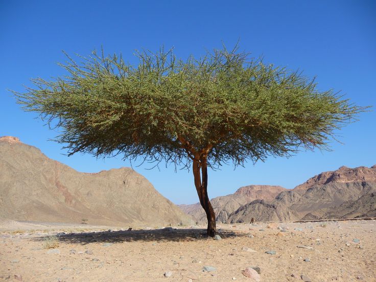What is a Broom Tree?