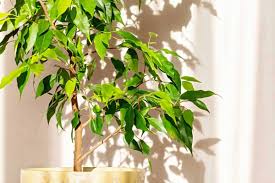 How To Save a Dying Ficus Tree