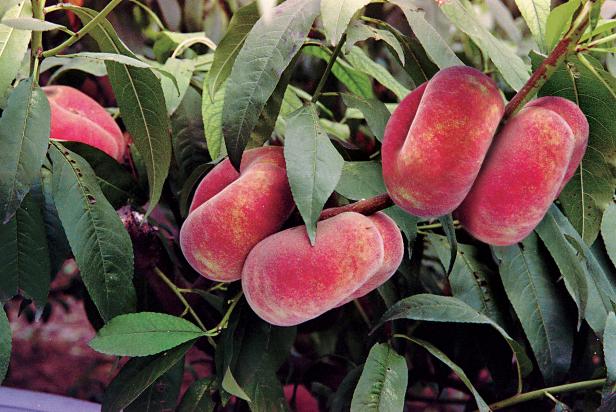 how to save a dying peach tree