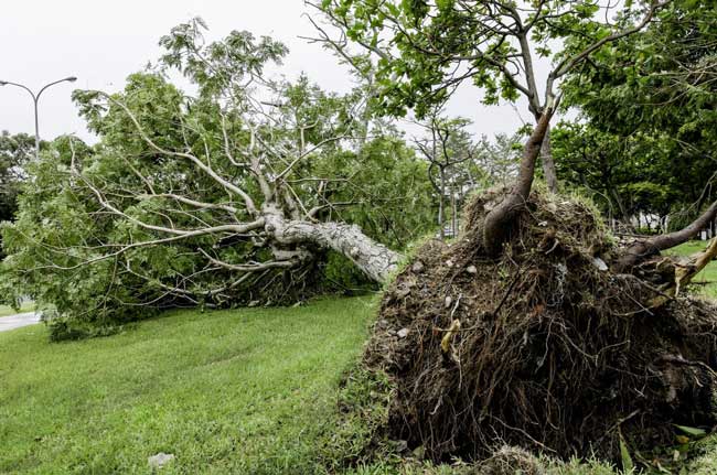 How to Save a Tree That Has Fallen Over