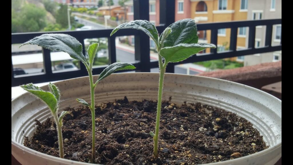 How to Grow a Loquat Tree From Seed
