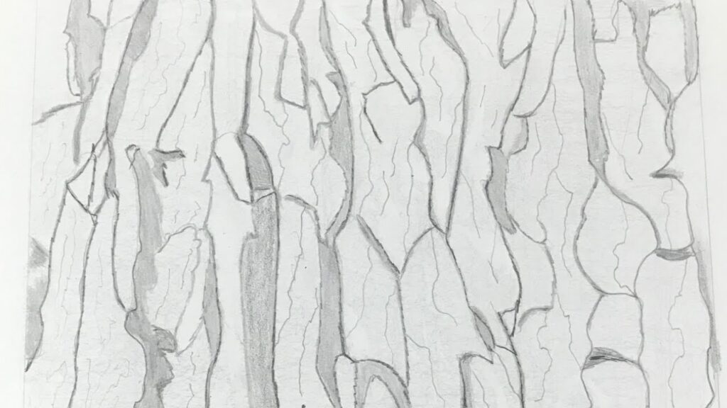 how to draw tree bark