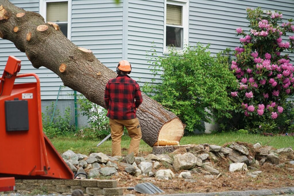 how to cut down a tree near a house