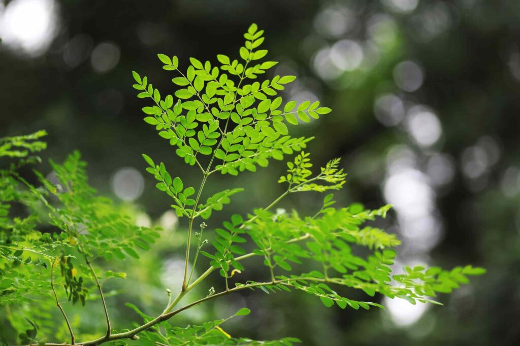 How to Grow Moringa Tree Indoors