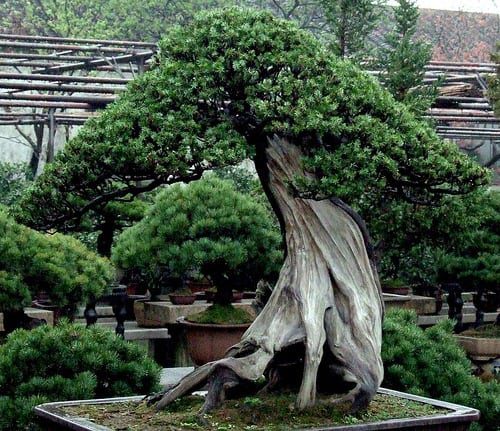 what is the oldest bonsai tree
