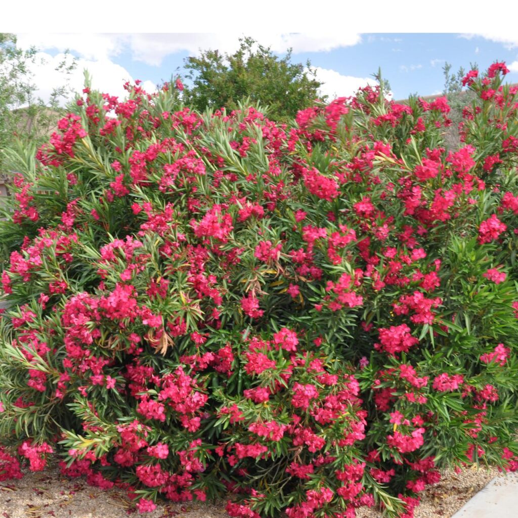 How to Grow Oleander Into a Tree