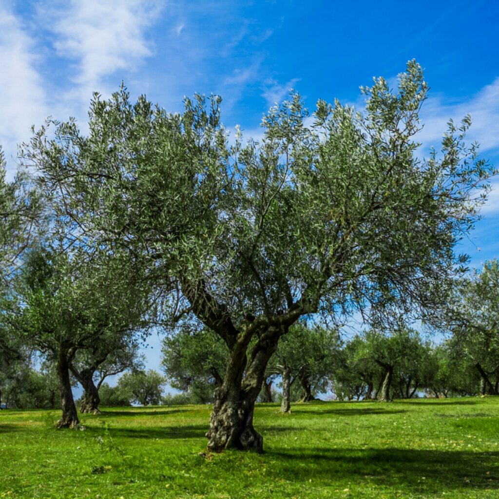 How Tall is an Olive Tree?