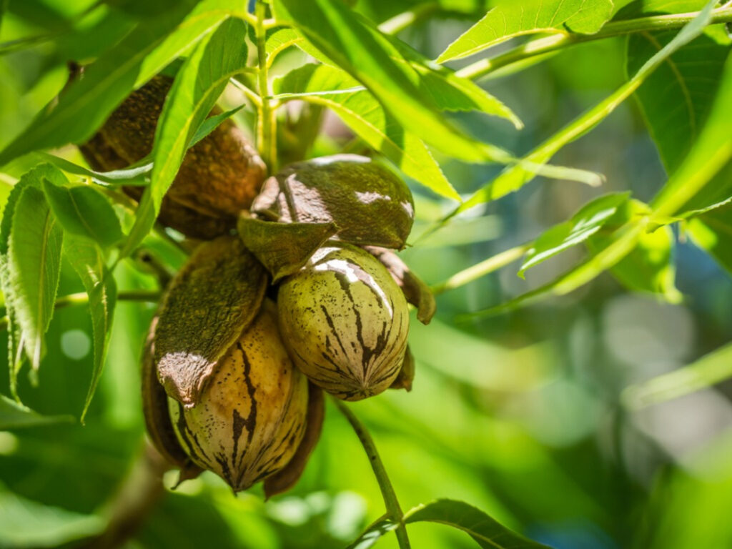 How Long Does It Take A Pecan Tree To Grow?