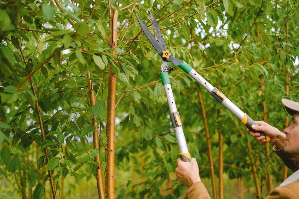 how to prune redbud tree