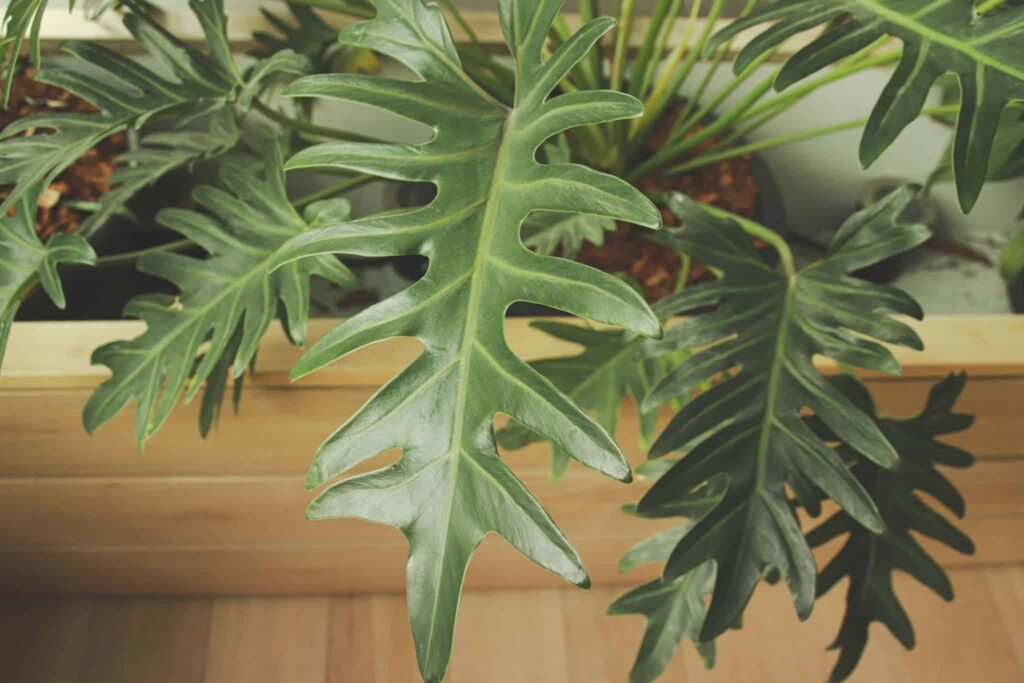 how to propagate tree philodendron