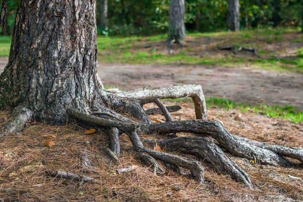how deep do pine tree roots go