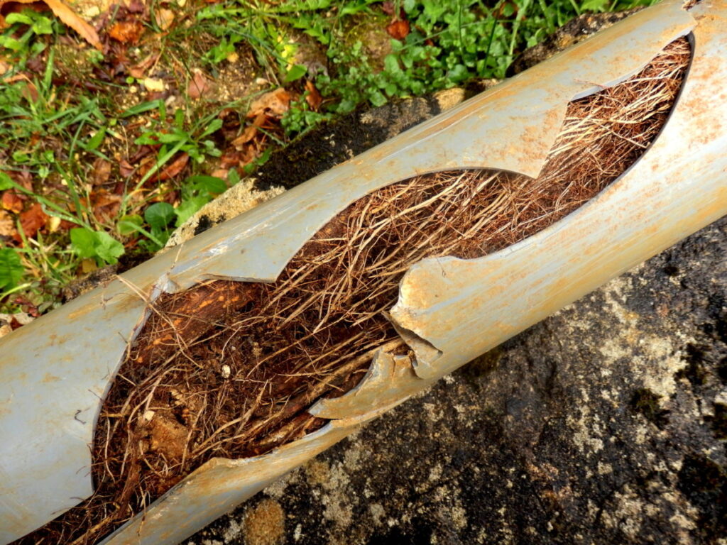 how fast do tree roots grow in sewer pipes