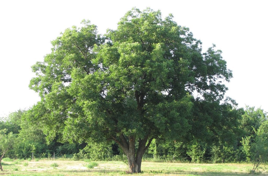 How Long Does a Pecan Tree Take to Grow?