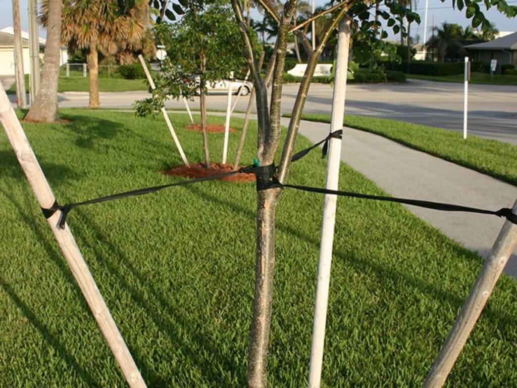 How to Remove Tree Stakes From Your Garden