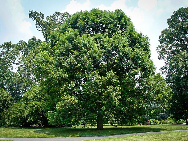 What is the State Tree of Pennsylvania?